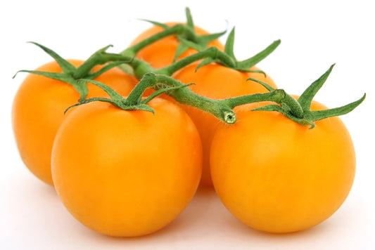 Tomate Lemon Boy (plant)