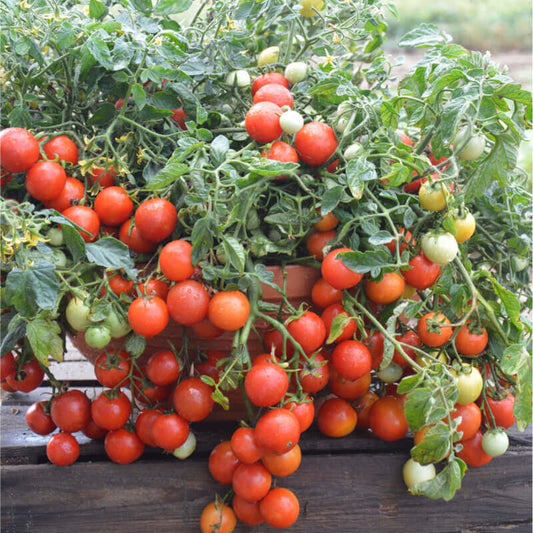 Tomate Maskotka (plant)