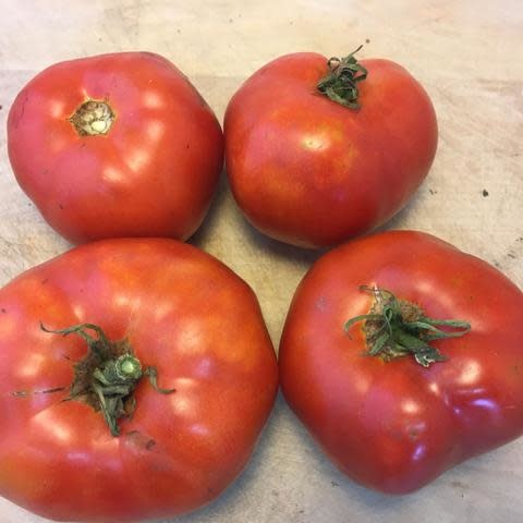 Tomate rouge Moskvich (semences bio)