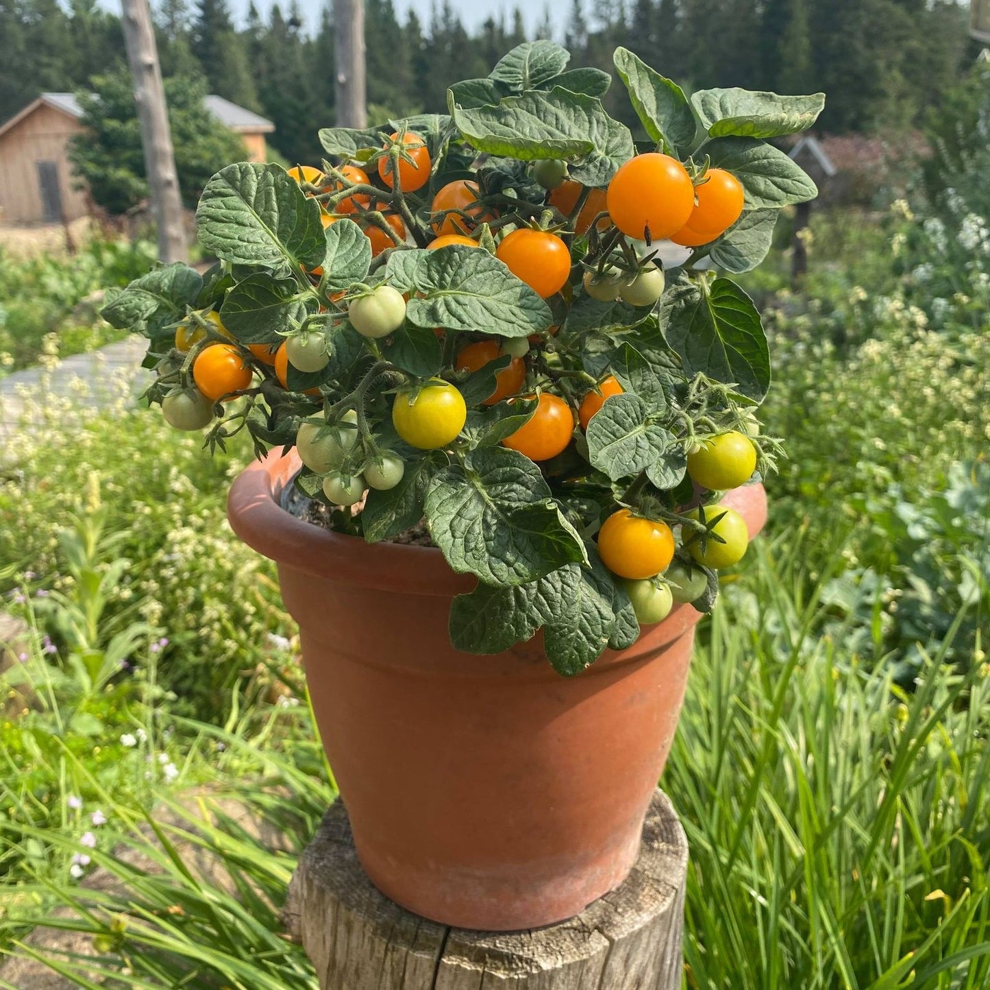 Tomate cerise Orange hat (semences bio)