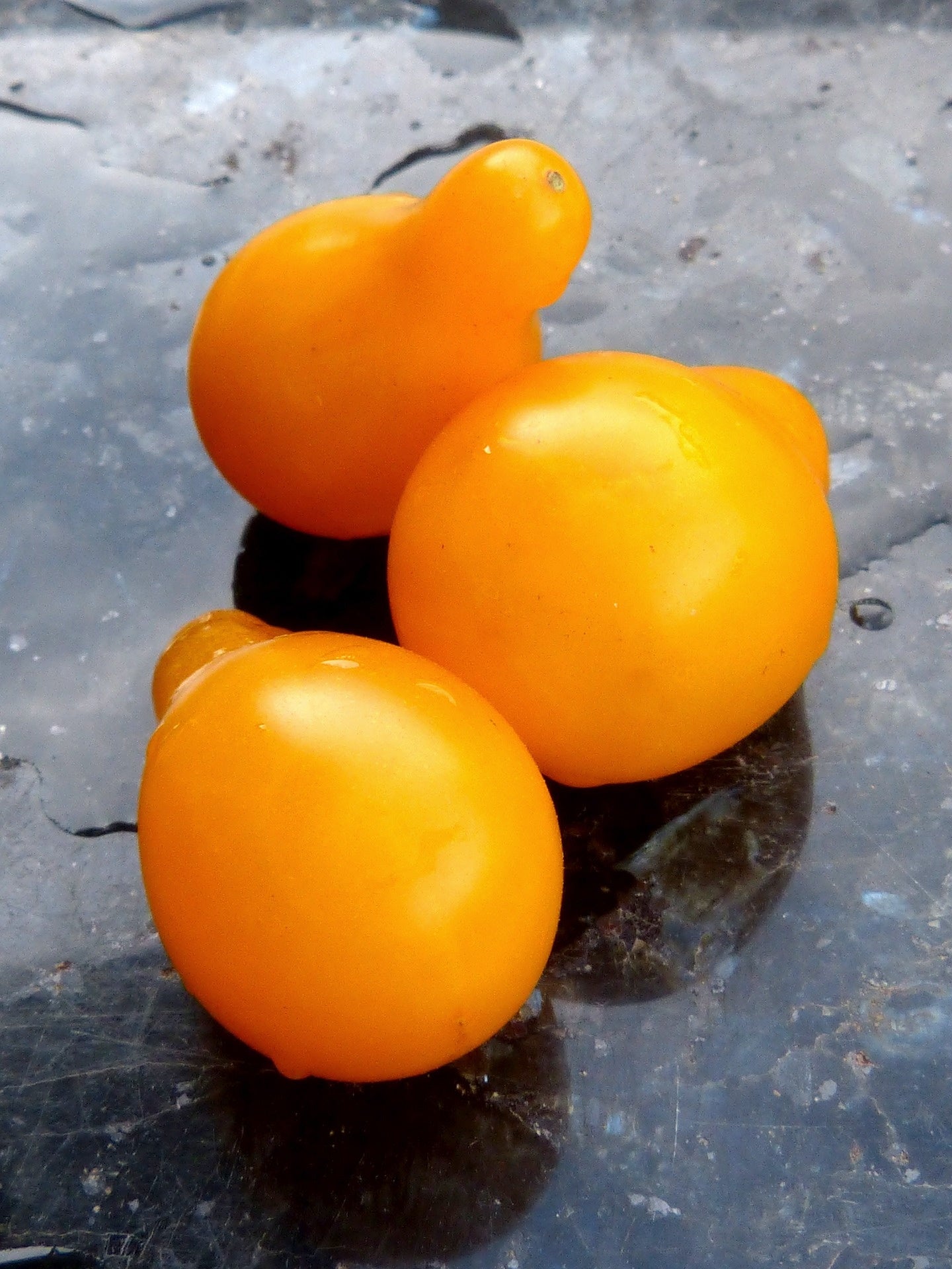Tomate poire jaune (plant)