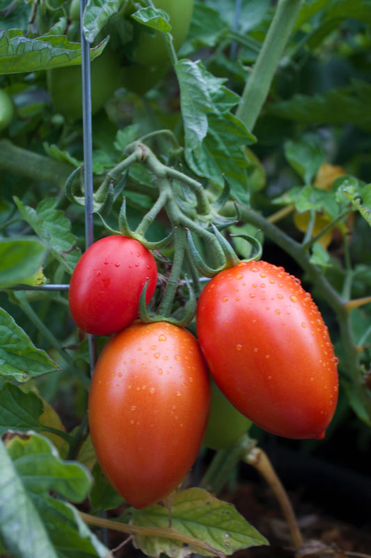 Tomate Roma Supremo (plant)