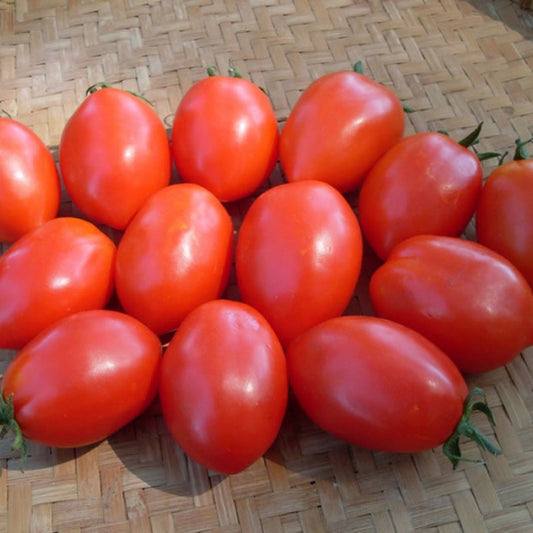Tomate rouge a sauce Napoli a Flaschetto (semences)