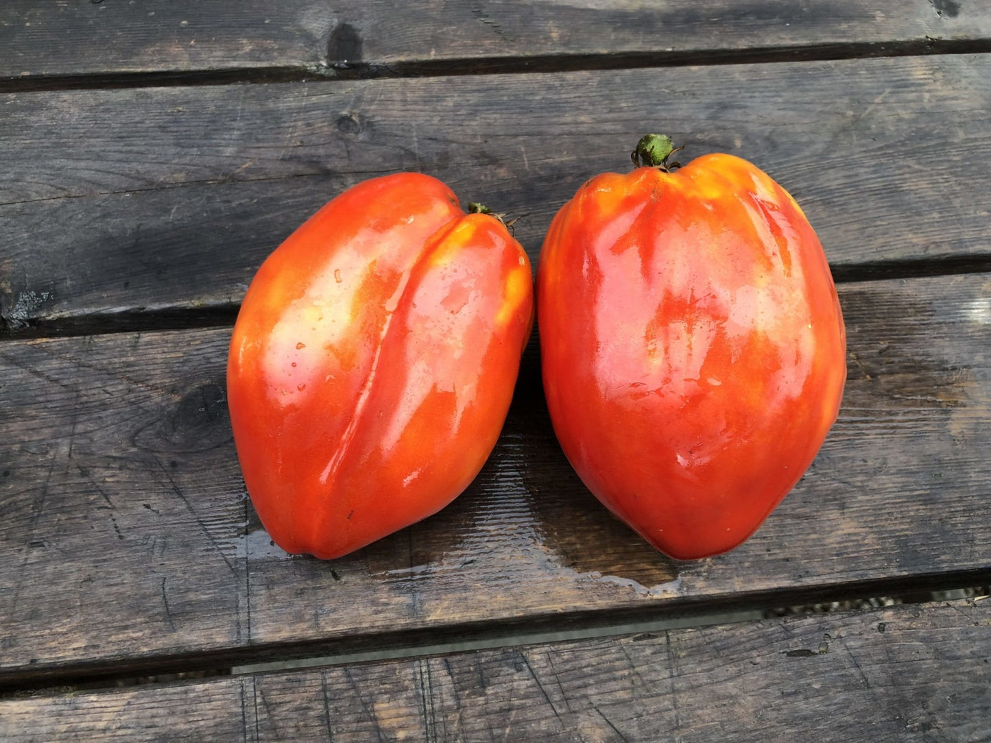 Tomate Cœur De Bœuf La Pasquale (semences bio)