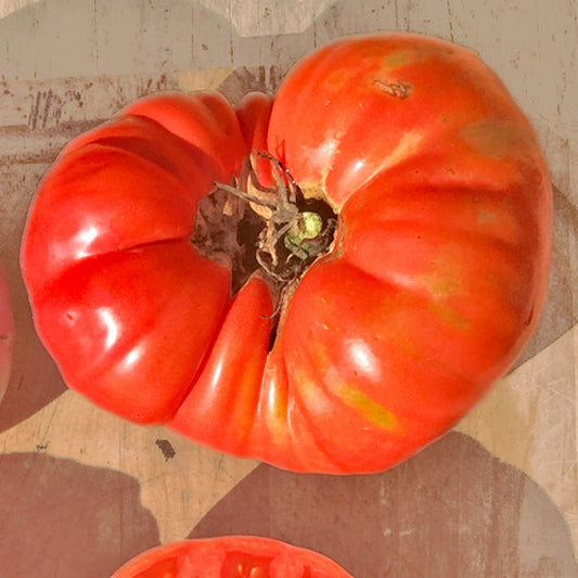 Tomate beefsteak Mémé de Beauce (semences bio)