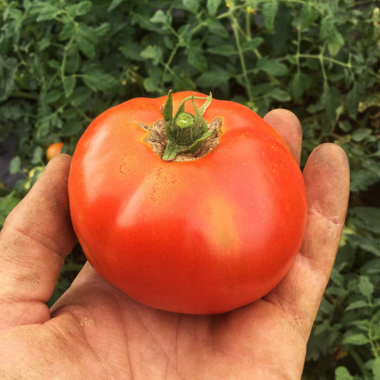 Tomate standard Merveille des Marchés (semences bio)
