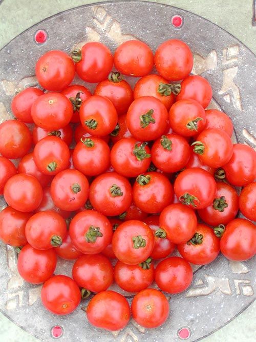 Tomate cerise Sub-arctic (semences bio)
