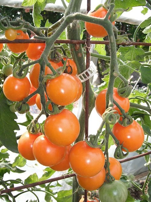 Tomate cerise Sungold (semences bio)