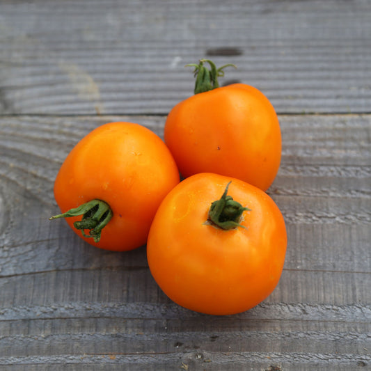 Tomate Valencia (plant)