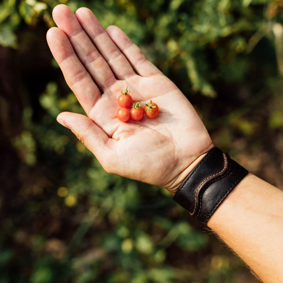 Qautre (4) tomates groseille dans une main humaine.