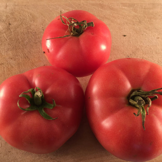Tomate Rose Mac Pink (semences bio)