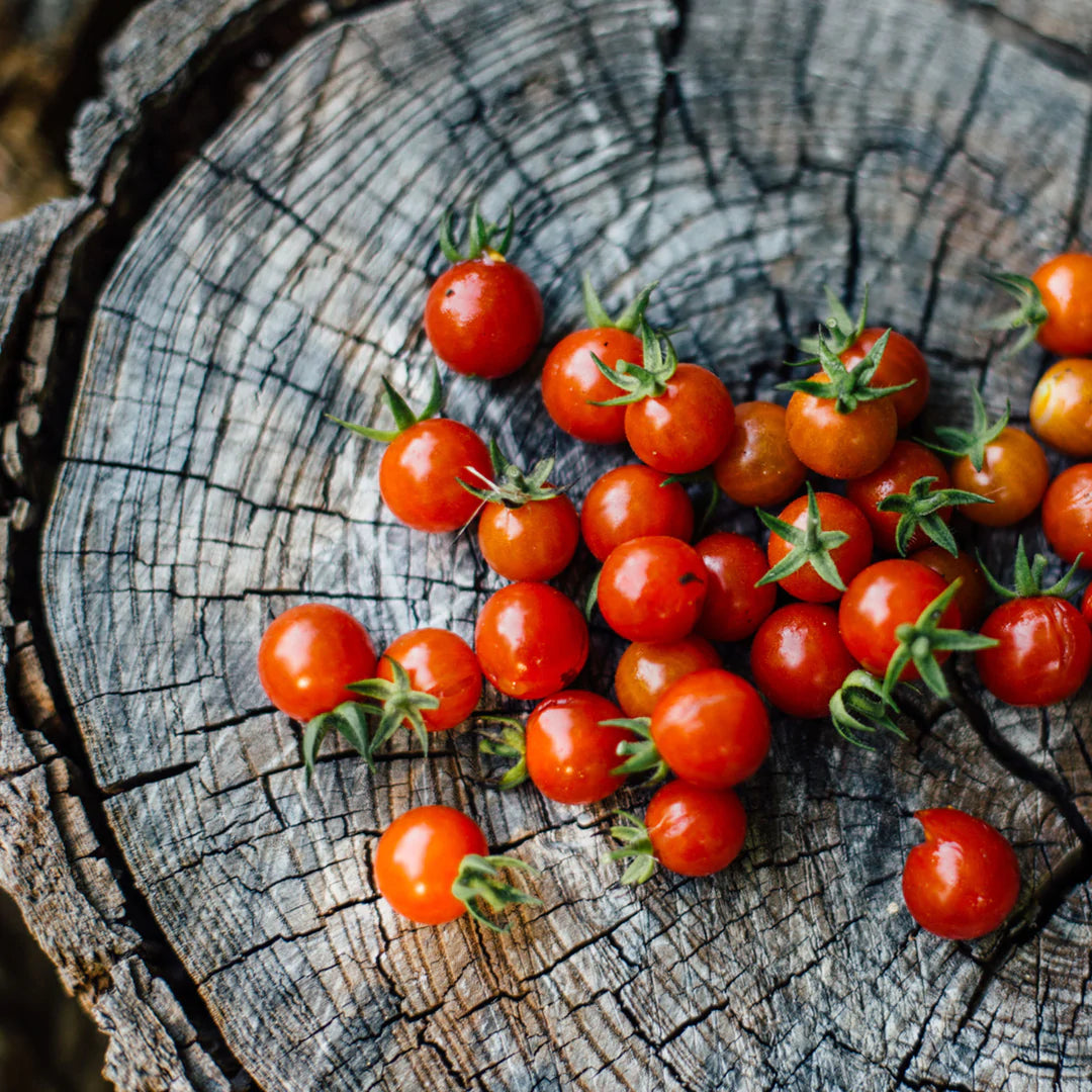 Petites tomates rouges sur un bout de bois.