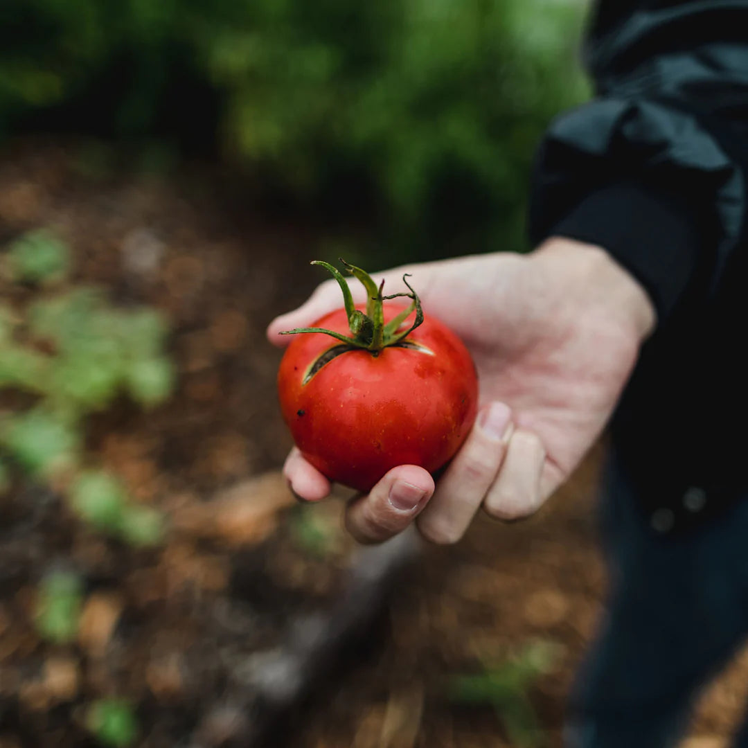 Tomate Plourde dans une main humaine.
