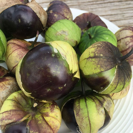 Tomatillo mauve (semences bio)