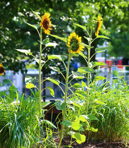 Tournesol géant (plant)