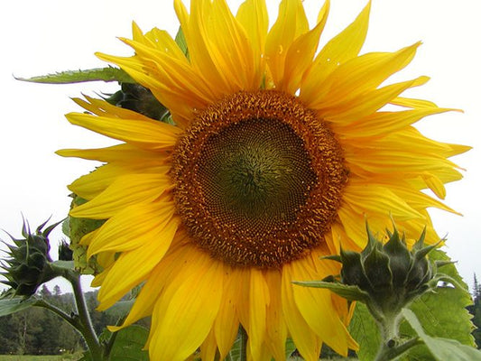 Tournesol Mammouth Géant (semences bio)