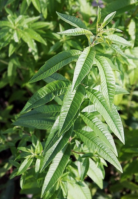 Verveine citron (plant)