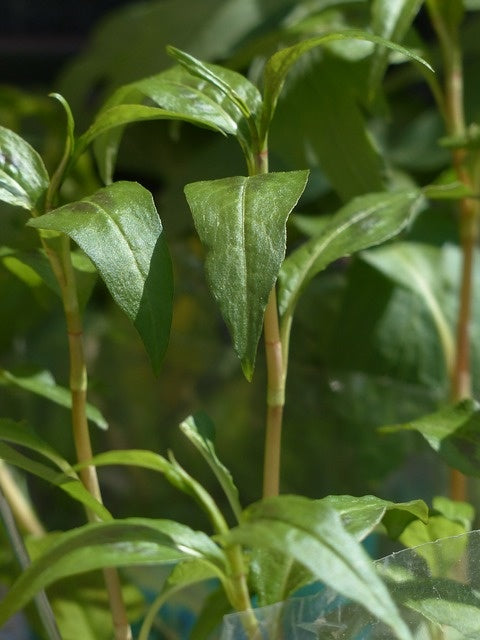 Plant de coriandre asiatique