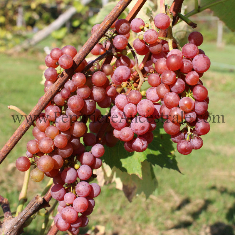Vigne à raisin rouge sans pépins Somerset