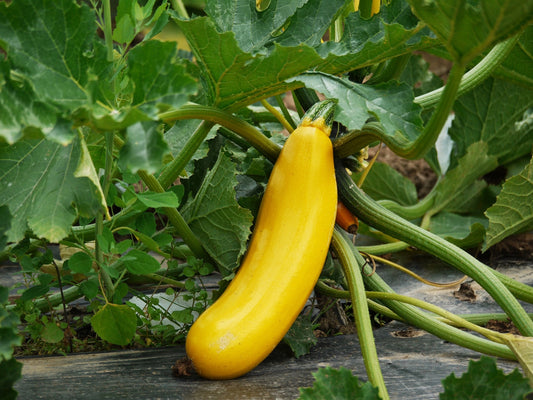 Zucchini jaune (plant)